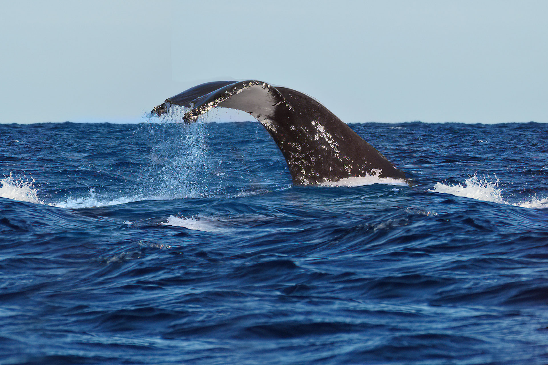 Whale-Watching vor der Küste von Itaty: In großen Gruppen ziehen Buckelwale jedes Jahr in warme, tropische Breiten um dort ihre Jungtiere zur Welt zu bringen.